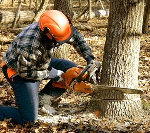 Tree Removal in Pilot Mountain, NC